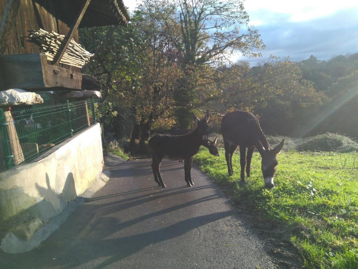 Penzion Casa Pepín - Sagasta Rural Oviedo Exteriér fotografie