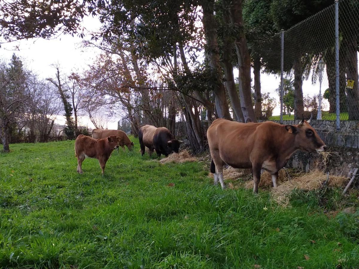 Penzion Casa Pepín - Sagasta Rural Oviedo Exteriér fotografie